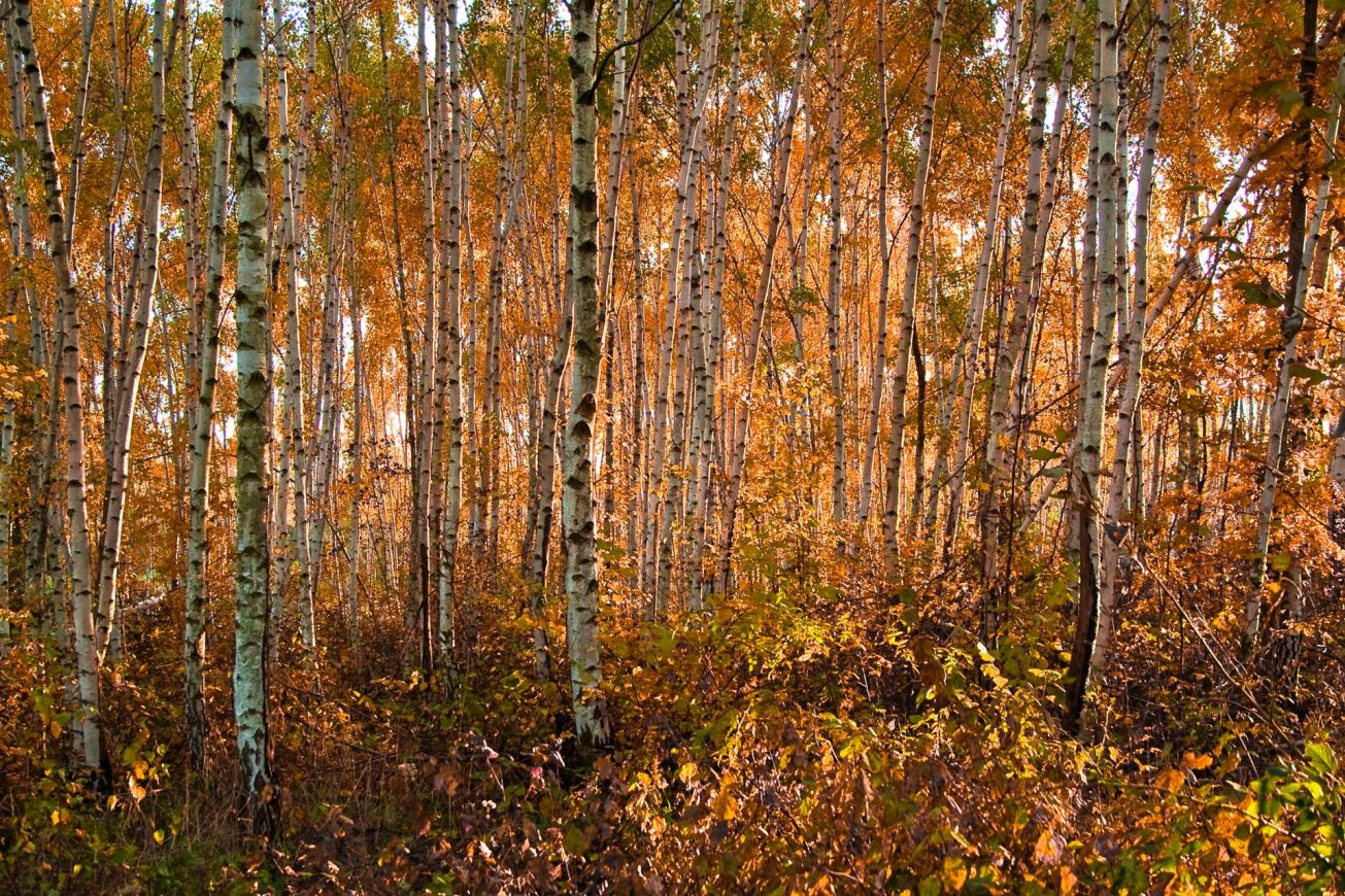 Klimt La Forêt de bouleaux (1903) Blog Wipplay Klimt La Forêt de bouleaux (1903) Blog Wipplay