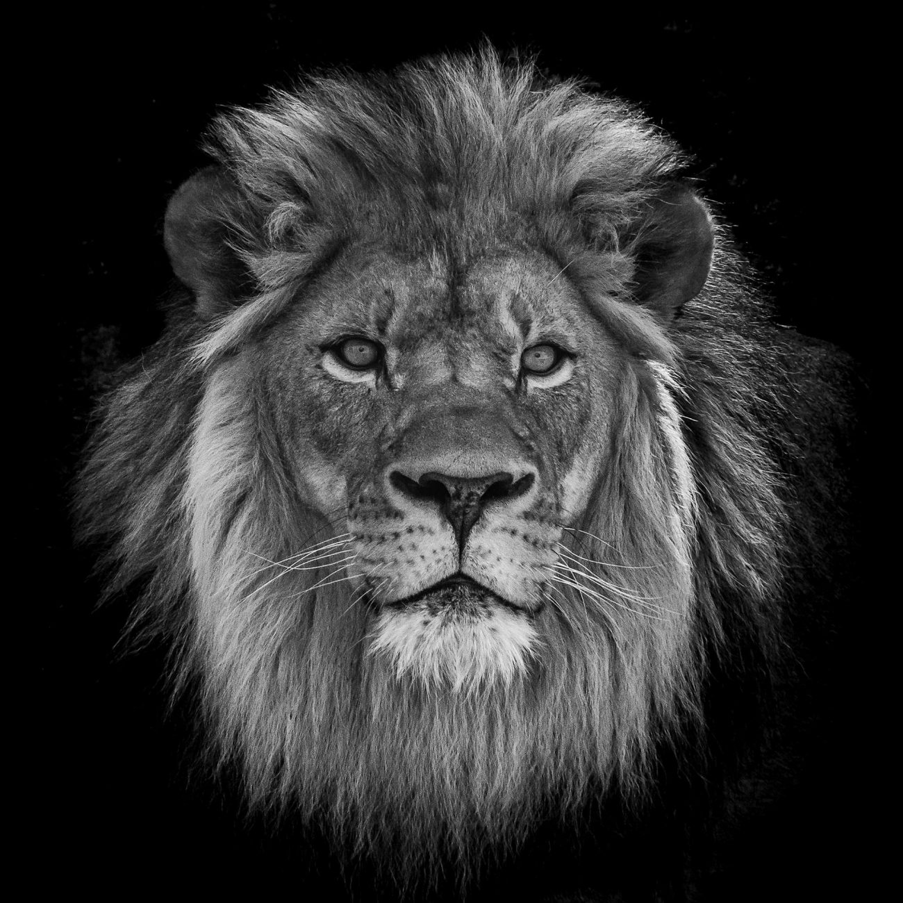 Lion Portrait