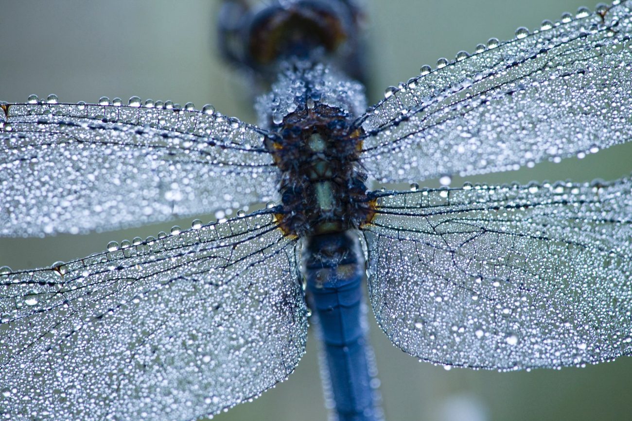 Photographier la technologie à l’état de nature. – Blog Wipplay